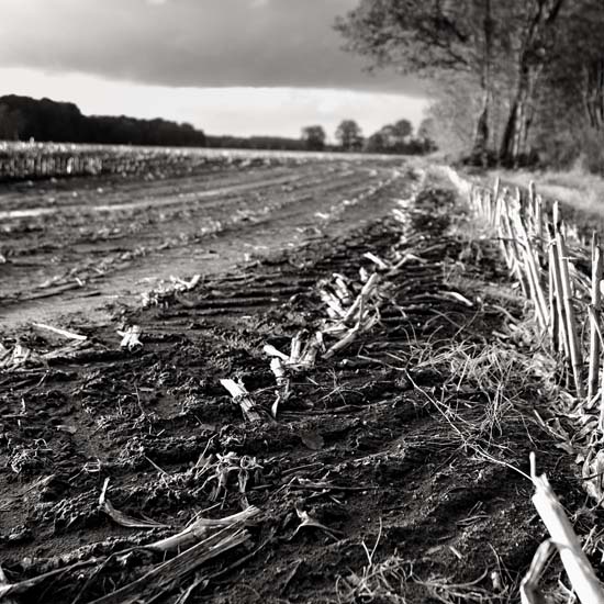 deserted cornfield